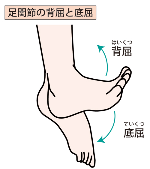 足の背屈 (1).jpg