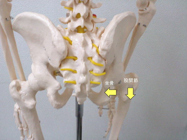 鼠径部(そけいぶ)と膝裏の痛み・違和感の写真1