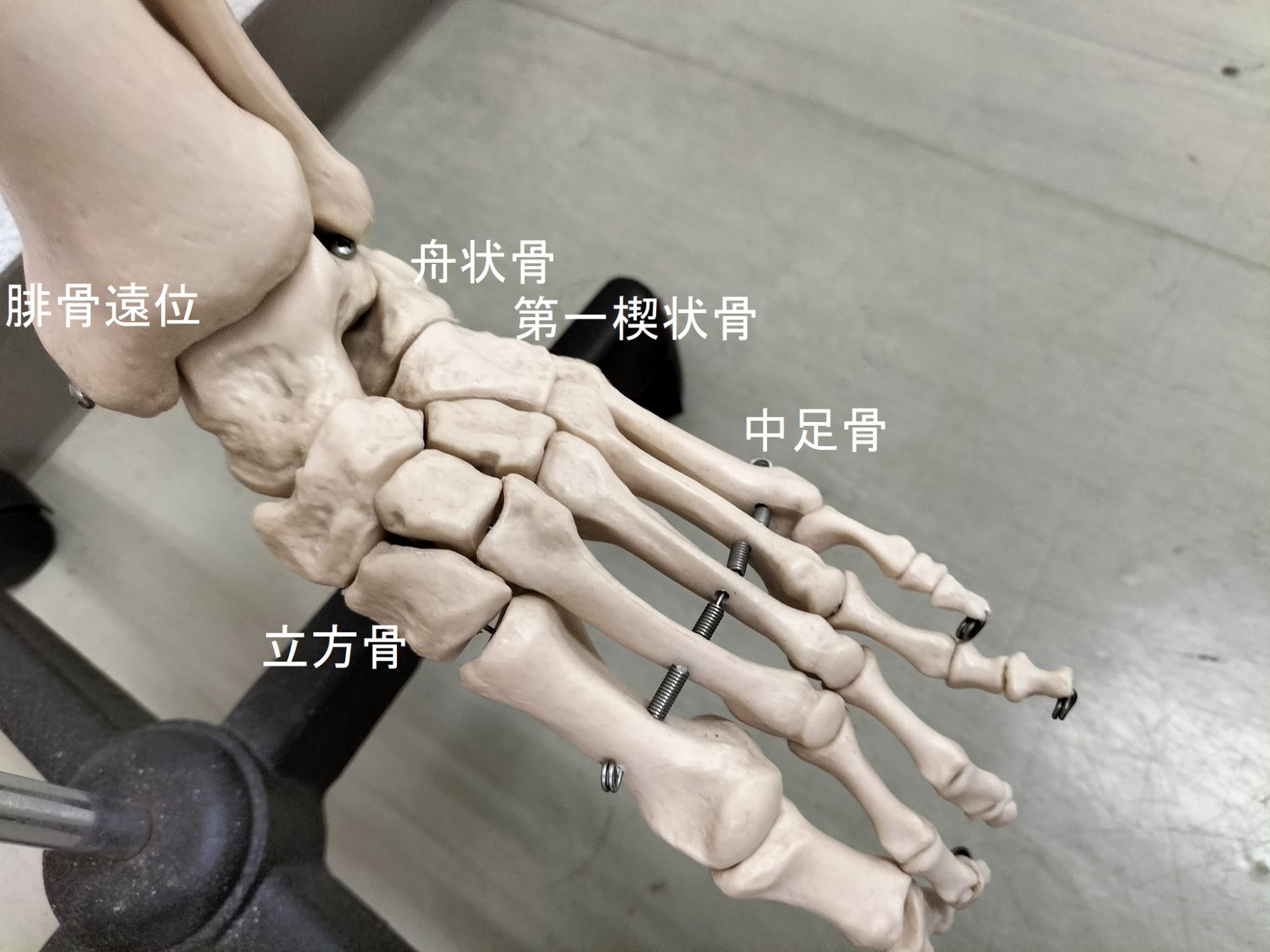 足首周辺の骨の配列