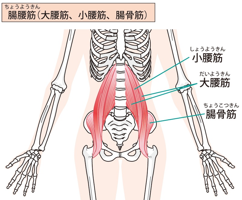 腸腰筋の画像