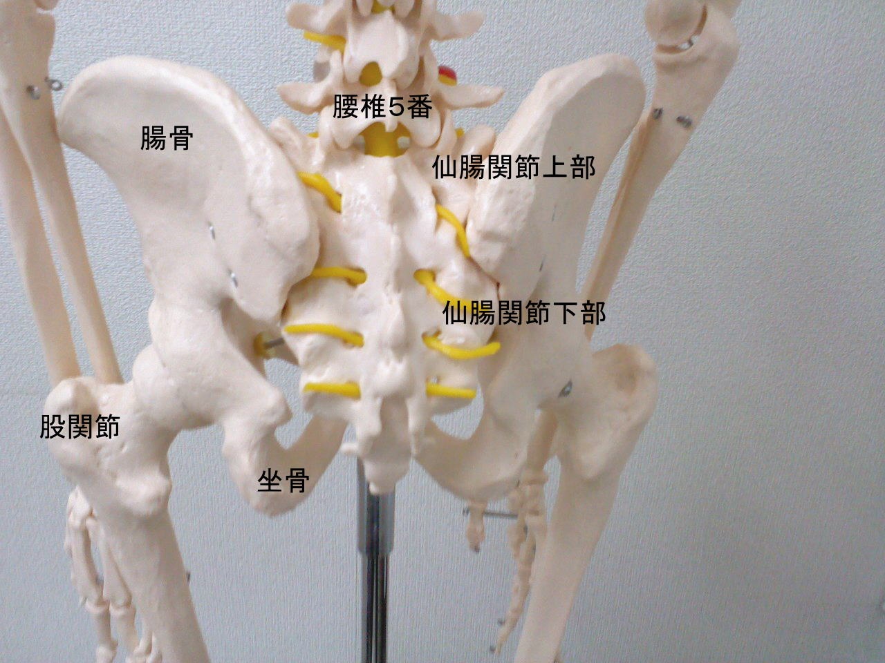 仙腸関節の画像