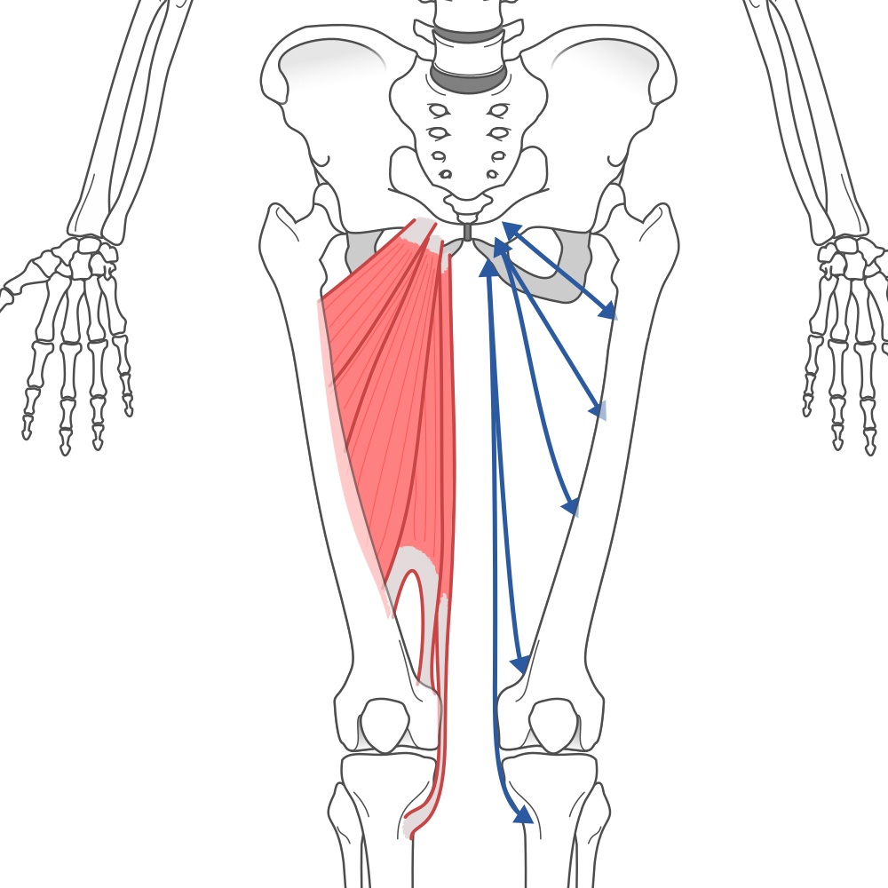 大腿の内転筋群