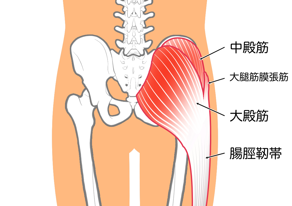 大殿筋の画像