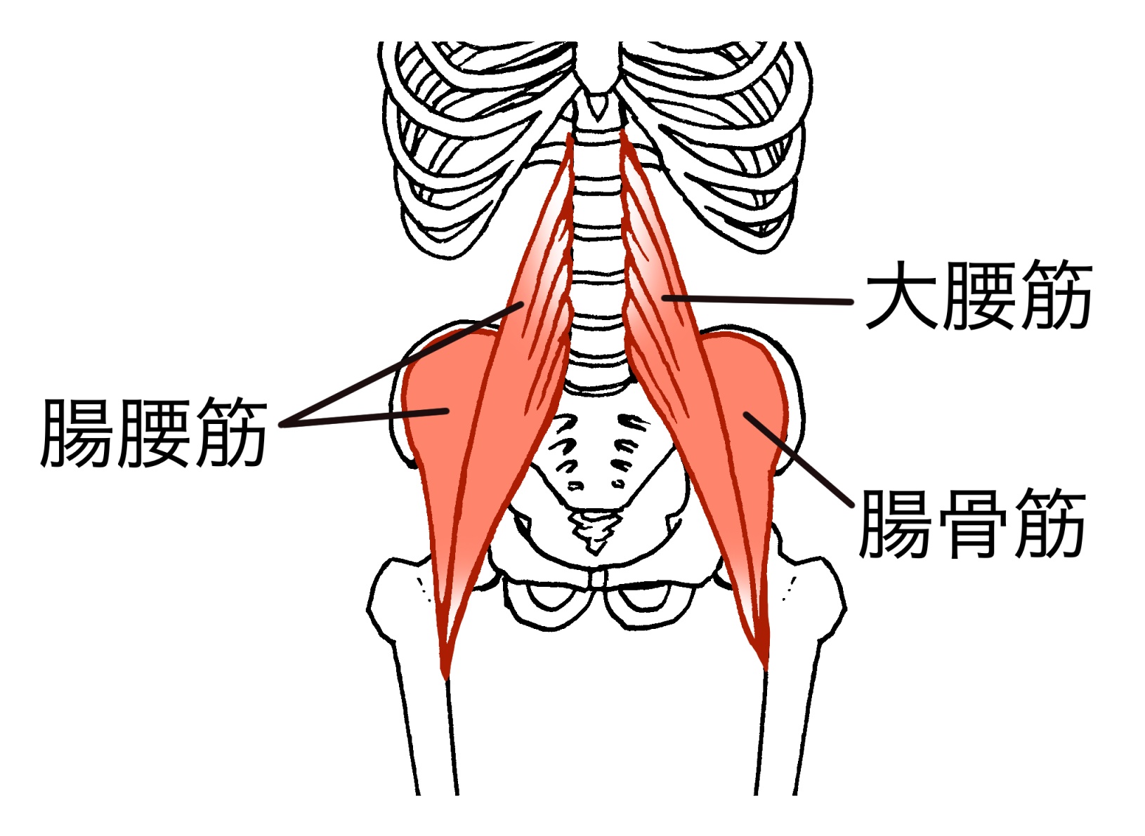 大腰筋