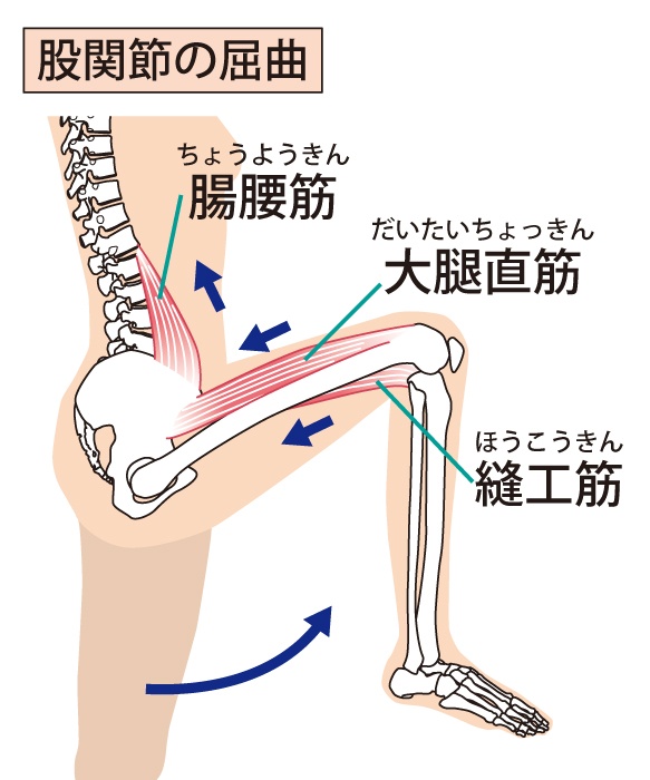 産後の膝痛や足の付け根の痛みの原因となる骨盤と腰を繋ぐインナーマッスル「大腰筋(だいようきん)」の解剖学イラスト図解