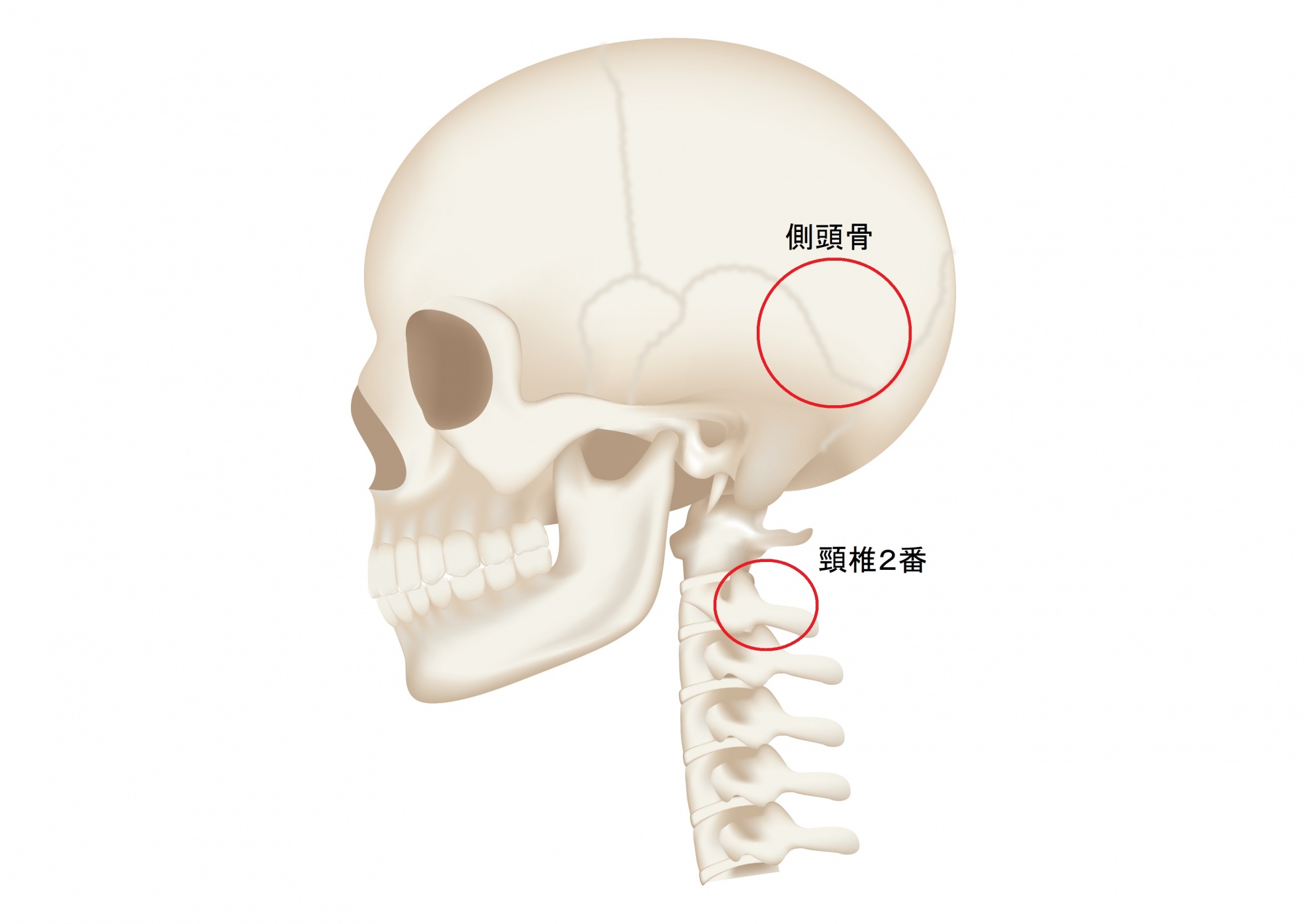 側頭骨と頸椎２番
