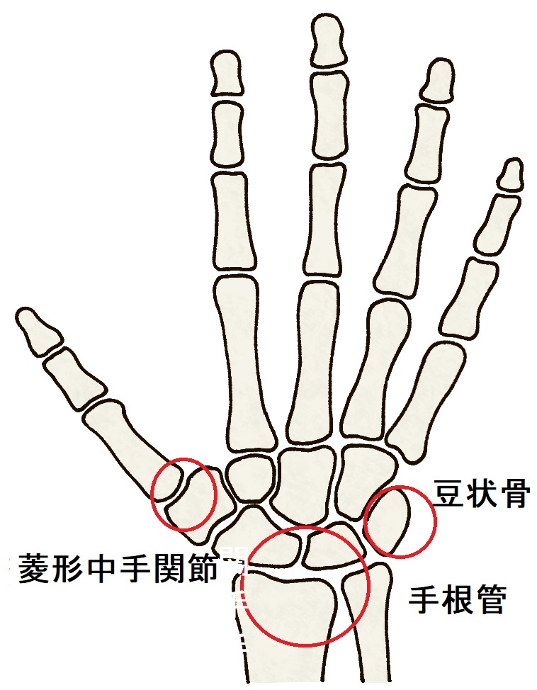 カイロプラクティックでの介入部位