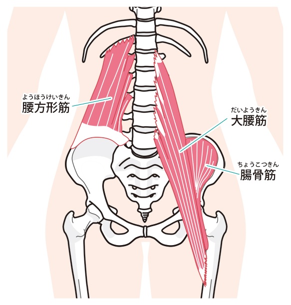 腰の安定と回転に重要な腸腰筋（ちょうようきん）と腰方形筋（ようほうけいきん）の筋肉図解
