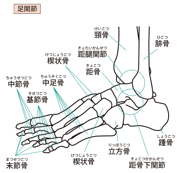 足の骨格模型。かかとの踵骨、足の外側の立方骨、内側の舟状骨の位置を示す図解イラスト