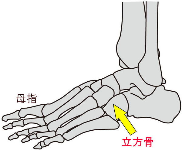 立方骨.jpg