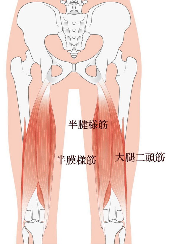ハムストリングスの構造.jpg