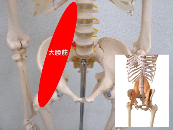 大腰筋の画像2.jpg