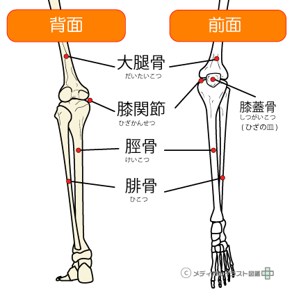 脛骨の位置.png