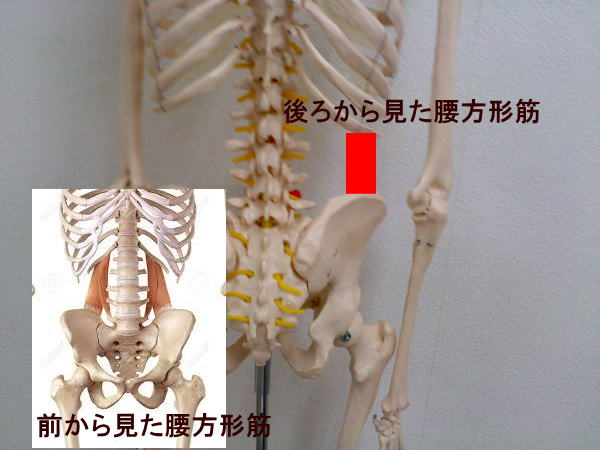 腰方形筋の画像1.jpg