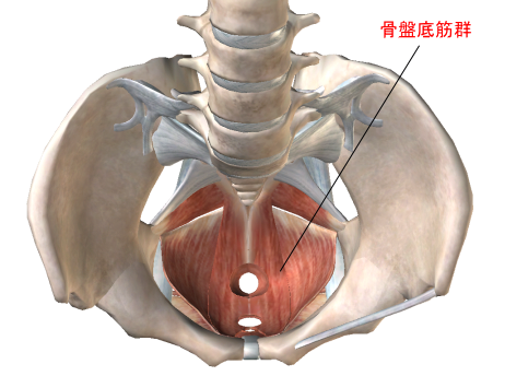 骨盤底筋群.png