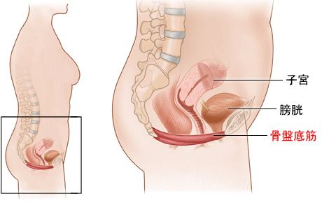 骨盤底筋群2.gif