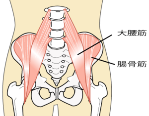 大腰筋の図.png