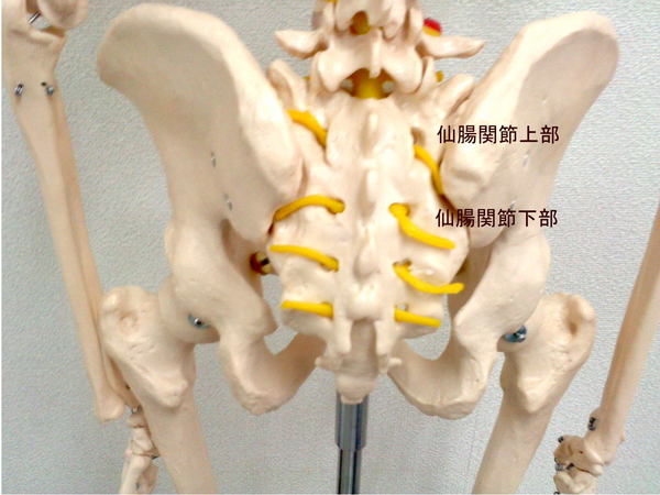 仙腸関節の画像.jpg