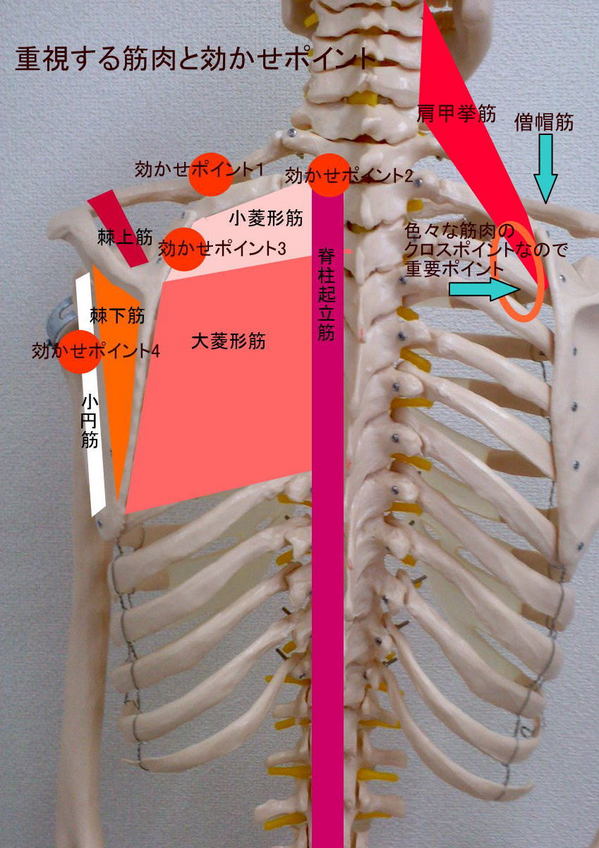 肩こり2.jpg