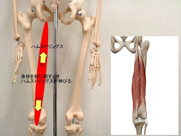 ハムストリングスの画像1.jpg