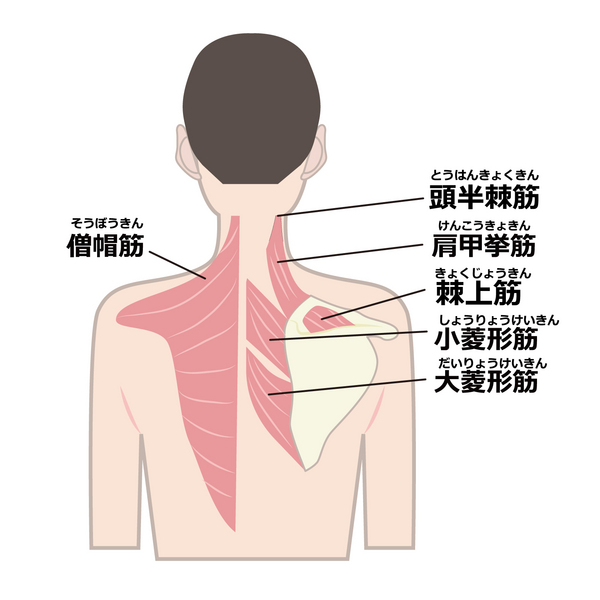 腕・肩回りの筋肉図.jpg