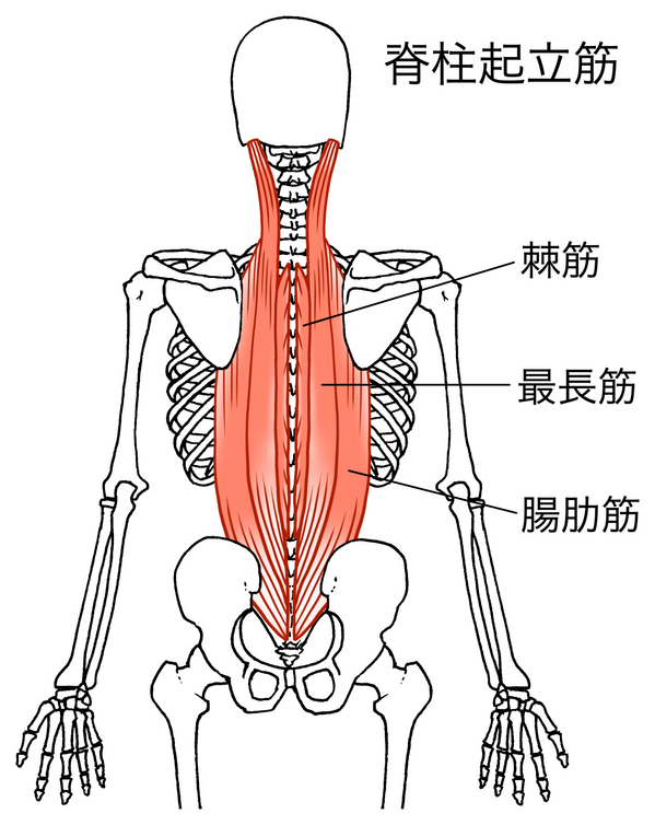 脊柱起立筋と腰痛.jpg